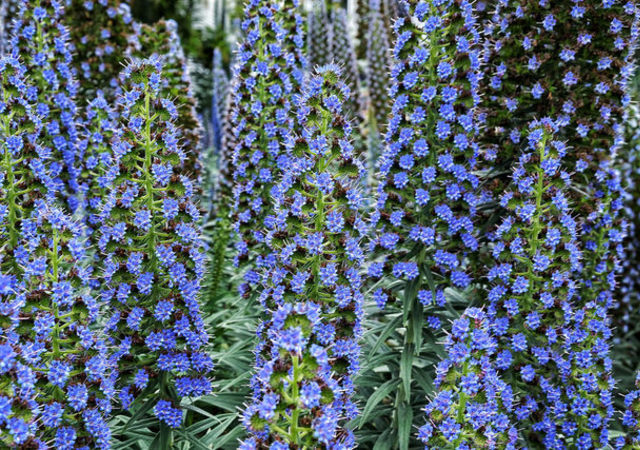 Native Garden